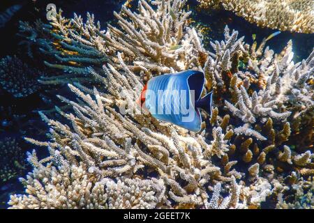 Pesce farfalla con cappuccio (Chaetodon larvatus) pesce di corallo, acque tropicali, vita marina Foto Stock