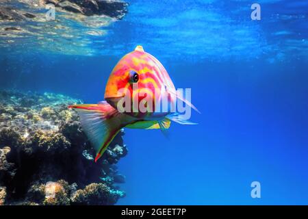 Klunzinger wrasse (Thalassoma rueppellii) Pesci di corallo, acque tropicali, vita marina Foto Stock