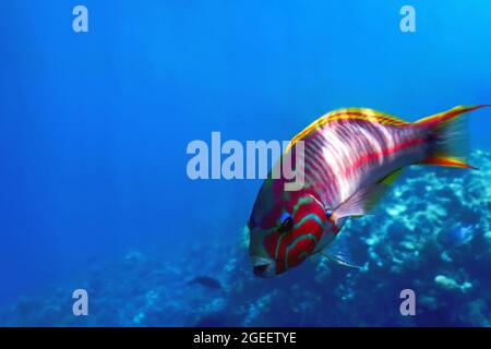 Klunzinger wrasse (Thalassoma rueppellii) Pesci di corallo, acque tropicali, vita marina Foto Stock