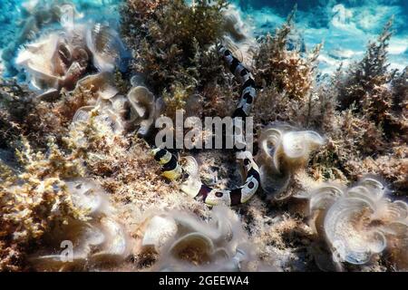 Anguilla di serpente a bande (Myrichthys Colubrinus) acque tropicali, vita marina Foto Stock