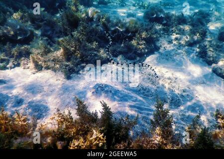 Anguilla di serpente a bande (Myrichthys Colubrinus) acque tropicali, vita marina Foto Stock