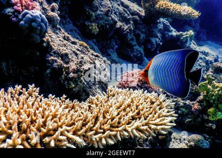 Pesce farfalla con cappuccio (Chaetodon larvatus) pesce di corallo, acque tropicali, vita marina Foto Stock