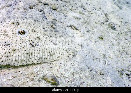 Finless Sole, flatfish camuffato su fondali sabbiosi (pardachirus marmoratus) acque tropicali, vita marina Foto Stock