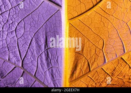 primo piano della foglia viola, utilizzare come sfondo o struttura Foto Stock