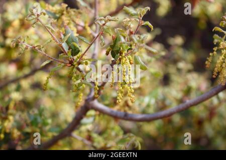 Florescenze di catkin di californiano rub Oak, Quercus Berberidifolia, Fagaceae, nelle montagne di Santa Monica, Springtime. Foto Stock