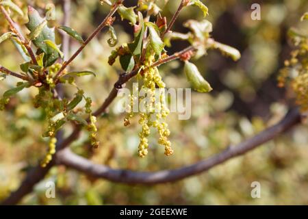 Florescenze di catkin di californiano rub Oak, Quercus Berberidifolia, Fagaceae, nelle montagne di Santa Monica, Springtime. Foto Stock