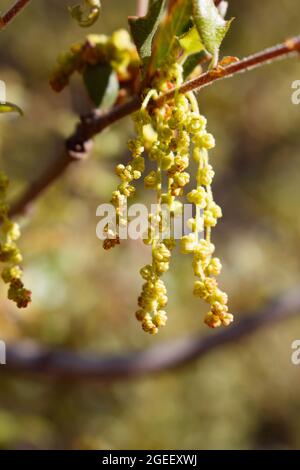 Florescenze di catkin di californiano rub Oak, Quercus Berberidifolia, Fagaceae, nelle montagne di Santa Monica, Springtime. Foto Stock