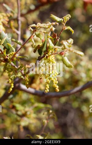 Florescenze di catkin di californiano rub Oak, Quercus Berberidifolia, Fagaceae, nelle montagne di Santa Monica, Springtime. Foto Stock