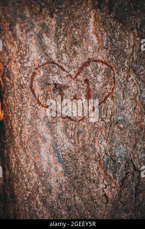 Primo piano di iniziali nel cuore scolpito sull'albero Foto Stock