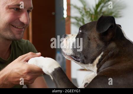 Uomo con un nero e bianco americano staffordshire terrier cane tenendo la sua zampa in una casa Foto Stock