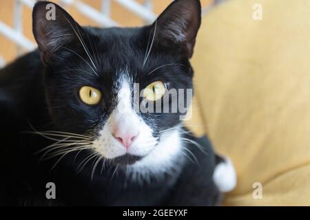 Bianco e nero Cat Foto Stock