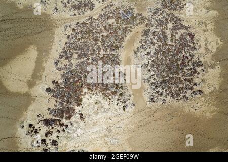 Vista aerea del paesaggio di alberi che crescono su saline maree. Foto Stock