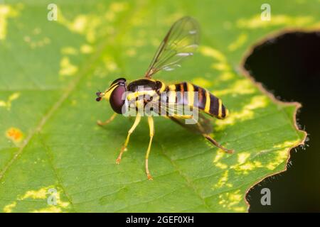 Hover Fly (Xanthogramma Flavipes) - Femminile Foto Stock