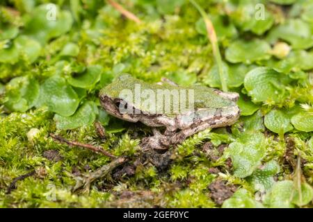 Grigio Raganella (Hyla versicolor) Foto Stock