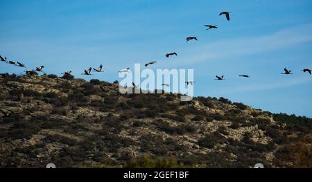 Gru che volano a Laguna de Gallocanta Foto Stock