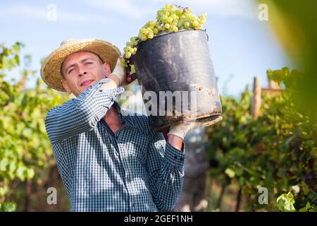 Vigneto proprietario che porta secchio con uve raccolte Foto Stock