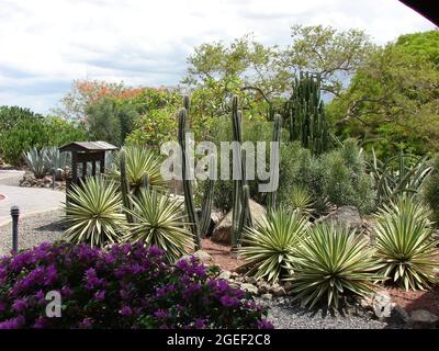 Desert Garden a Guanacaste, Costa Rica Foto Stock