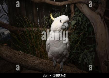Primo piano di un Cockatoo bianco solforato sul ramo con sfondo verde foglia Foto Stock