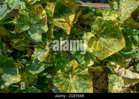 Foglie di cetriolo infettate da muffa (Pseudoperonospora cubensis) nel giardino. Malattia dei cocerbits. Foto Stock