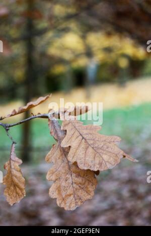 Foglie di quercia giallo autunno sull'albero. Lo sfondo è sfocato. Primo piano. Foto Stock