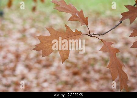 Foglie autunnali di quercia canadese sull'albero. Quercia rossa in autunno. Lo sfondo è sfocato. Scatto con un grande colpo. Foto Stock