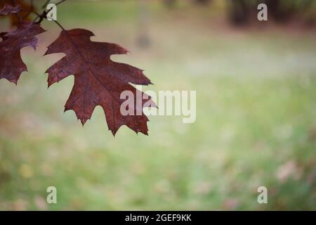 Foglie autunnali di quercia canadese sull'albero. Quercia rossa in autunno. Lo sfondo è sfocato. Scatto con un grande colpo. Foto Stock