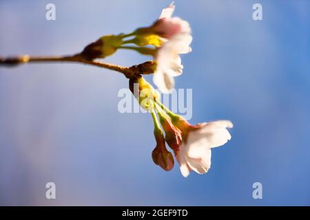 Primo piano di ciliegia in fiore sullo sfondo blu del cielo Foto Stock