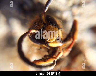 Vespa morta giacente a terra. Fotografia di bug macro Foto Stock