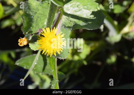 Bellissimo fiore giallo con sfondo sfocato colorato, su cui i raggi di rugiada brillano Foto Stock