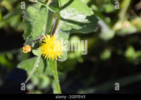 Bellissimo fiore giallo con sfondo sfocato colorato, su cui i raggi di rugiada brillano Foto Stock