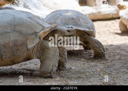 Una tartaruga gigante (Chelonoidis nigra) vista laterale di fronte ad altri con grande guscio. Foto Stock