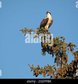 Falco pescatore giovanile arroccato in cima all'albero di abete rosso con cielo blu in Alberta, Canada Foto Stock