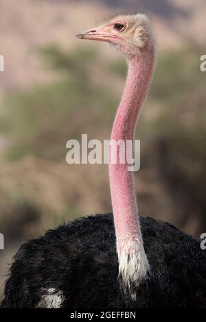 Uno struzzo dal collo rosso da vicino in un santuario e centro di allevamento del deserto del Negev. Struthio camelus camelus Foto Stock