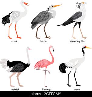 Splendida collezione composta da simpatici uccelli di colore leggy Illustrazione Vettoriale