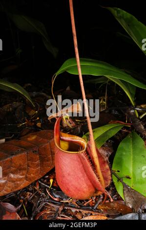 Impianto di caraffa con caraffa inferiore (Nepenthes bicalcarata), Sarawak, Borneo Foto Stock