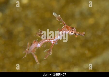 Giovane Weedy Seadragon, Phyllopteryx taeniolatus, a Kurnell, nuovo Galles del Sud, Australia. Profondità: 11,1m. Foto Stock