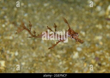 Giovane Weedy Seadragon, Phyllopteryx taeniolatus, a Kurnell, nuovo Galles del Sud, Australia. Profondità: 10,9 m. Foto Stock