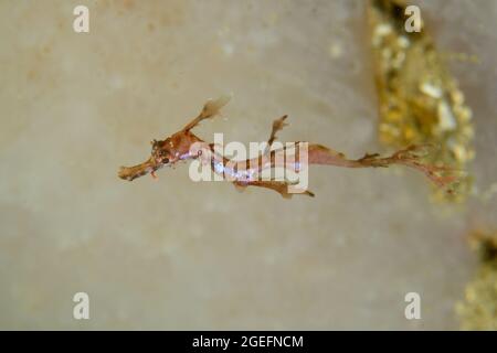 Giovane Weedy Seadragon, Phyllopteryx taeniolatus, a Kurnell, nuovo Galles del Sud, Australia. Profondità: 10,8 m. Foto Stock