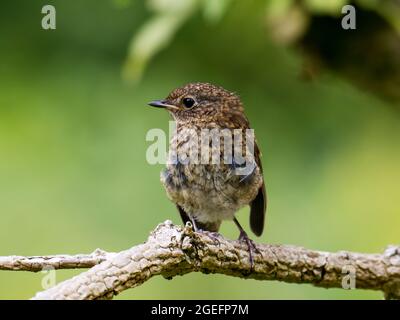 Un caprino che muta piume, Ambleside, Regno Unito. Foto Stock