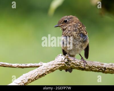 Un caprino che muta piume, Ambleside, Regno Unito. Foto Stock