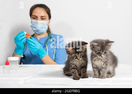 Il veterinario e due piccoli gattini nell'ufficio del medico. Gattini guardare verso il basso. Clinica veterinaria. Foto Stock