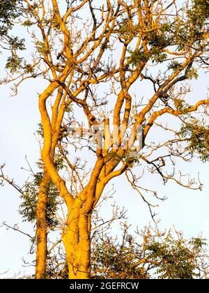 Il dieback della cenere, il fungo Hymenoscyphus fraxineus, che colpisce un albero della cenere in Ambleside, Lake District, UK. Foto Stock