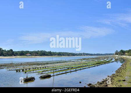 Soorts Hossegor (Francia sud-occidentale): Il lago e le ostriche letti Foto Stock