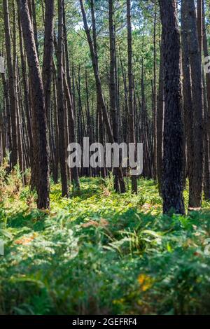 Foresta di pini e felci nel dipartimento delle Landes (Francia sud-occidentale) Foto Stock