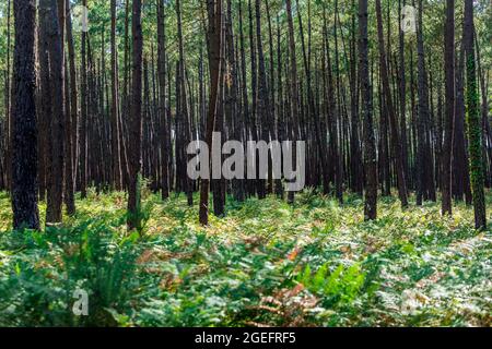 Foresta di pini e felci nel dipartimento delle Landes (Francia sud-occidentale) Foto Stock