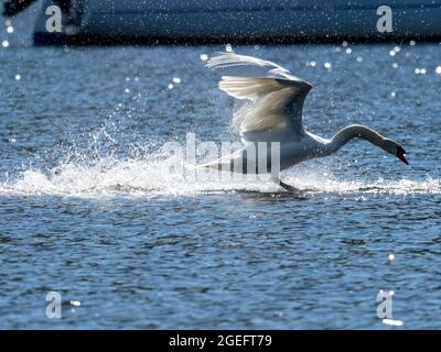 Un Mute Swan atterra sul lago Windermere, Ambleside, Lake District, Regno Unito. Foto Stock