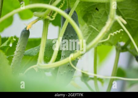 Cetrioli tra foglie verdi, foto macro, profondità di campo poco profonda. Raccolta di verdure autunnali. Concetto di cibo sano, dieta vegetariana di cibo fresco crudo. Alimenti biologici non OGM. Foto Stock