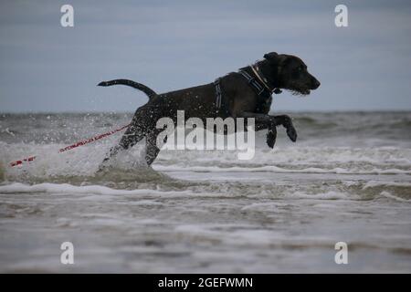 Colpo del cane grande nero che salta nell'oceano intorno alle onde. Foto Stock
