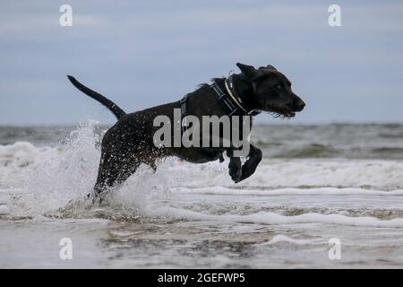 Colpo del cane grande nero che salta nell'oceano intorno alle onde. Foto Stock