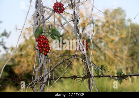 Semi di moonseed o Giloy (Tinospora cordifolia) pianta con bacche rosse Foto Stock